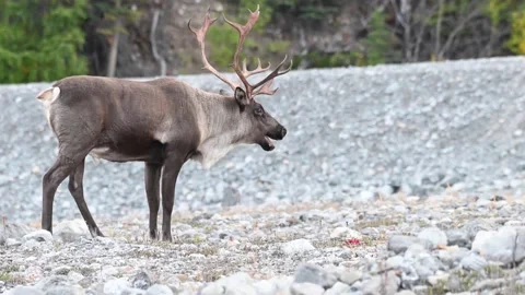 Mountain caribou in the wild Stock Footage 150888910