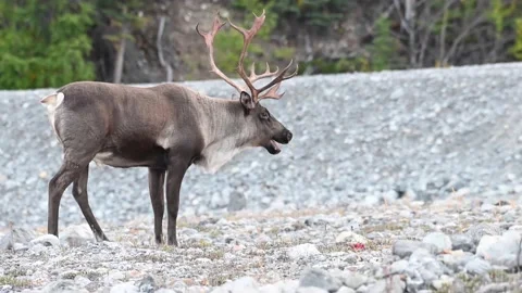 Mountain caribou in the wild Stock Footage 150888912