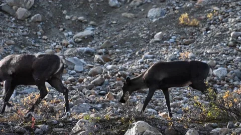 Mountain caribou in the wild Video stock 150888958