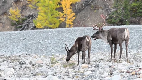 Mountain caribou in the wild 스톡 동영상 150888963