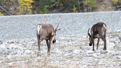 Mountain caribou in the wild Видео 150888991