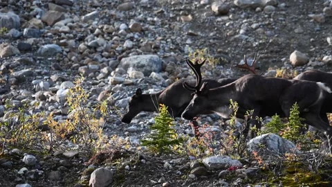 Mountain caribou in the wild Stock Footage 150888995