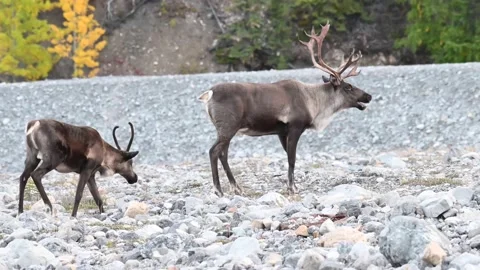 Mountain caribou in the wild Stock Footage 150889004