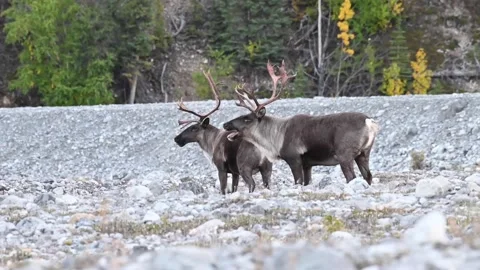 Mountain caribou in the wild Stock Footage 150889045
