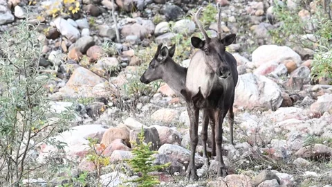 Mountain caribou in the wild Stock Footage 150889082
