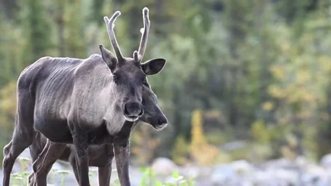 Mountain caribou in the wild Stock Footage 150889098