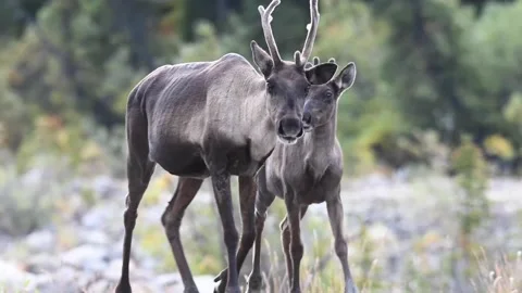 Mountain caribou in the wild Stock Footage 150889119