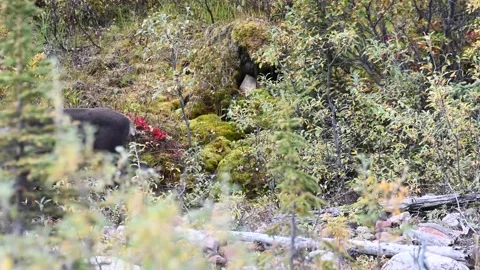 Mountain caribou in the wild Stock Footage 150889162