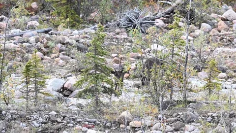 Mountain caribou in the wild Stock Footage 150889169