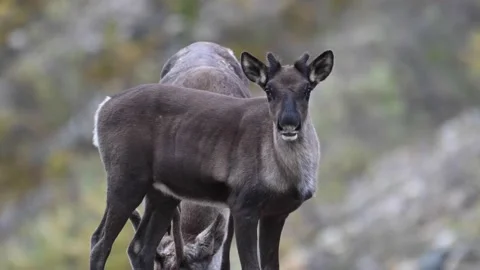 Mountain caribou in the wild Stock Footage 150889214