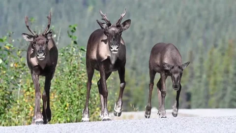 Mountain caribou in the wild Stock Footage 150889230