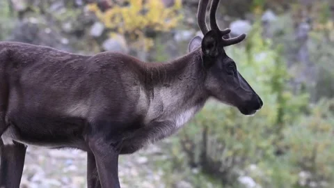 Mountain caribou in the wild Stock Footage 150889305