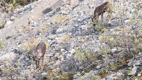 Mountain caribou in the wild Stock Footage 150889329