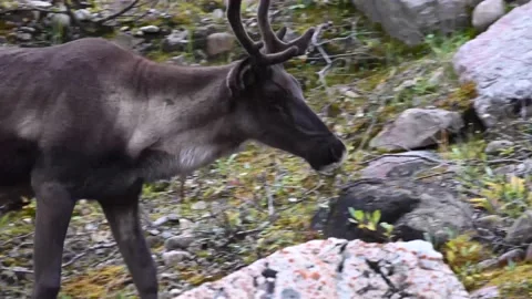 Mountain caribou in the wild Video stock 150889368