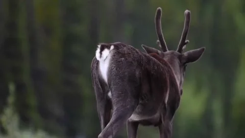 Mountain caribou in the wild Vídeo Stock 150889382