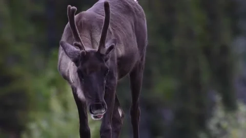 Mountain caribou in the wild Stock Footage 150889417