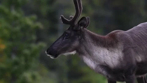 Mountain caribou in the wild Stock Footage 150889432