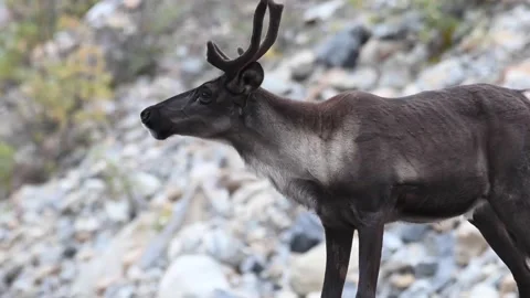 Mountain caribou in the wild Stock Footage 150889439