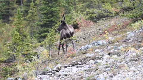 Mountain caribou in the wild Stock Footage 150889478