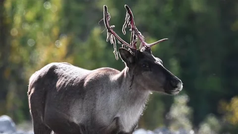 Mountain caribou in the wild Stock Footage 150889564