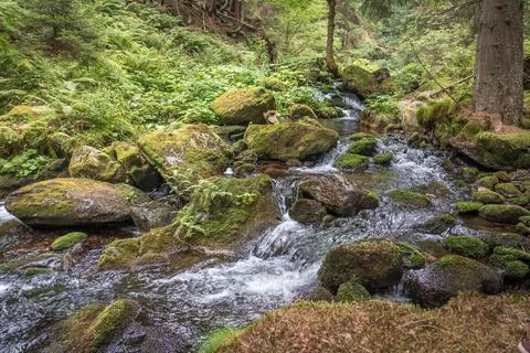 Mountain cascade stream in green forest at summer time Stock Photos