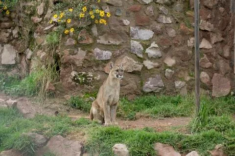 Mountain Cat Puma Stock Photos