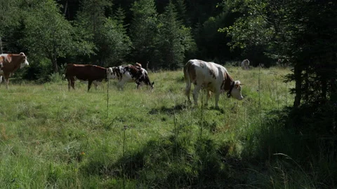 Mountain cattle grazing and wagging tails at Seewigtalstüberl Stock Footage 202387405