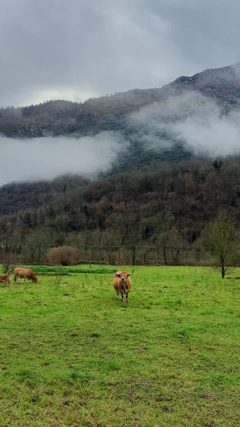 Mountain cattle grazing in lush alpine landscape 库存影片 339221096