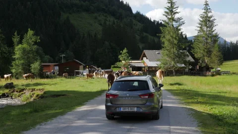 Mountain cattle strolling ahead of car at Seewigtalstüberl Stock Footage 202390633