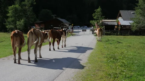 Mountain cattle strolling along and wagging tails at Seewigtalstüberl Stock Footage 202390609