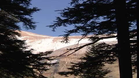 Mountain cedar forest Stock Footage 58209543
