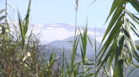 Mountain Cedar forest Stock Footage 58209586