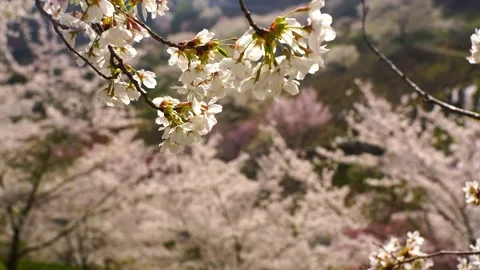 The Mountain Cherry Blossoms of Rikug_ Stock Footage 330974476