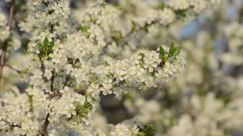 Mountain cherry (Prunus prostrata) Stock Footage 12678782