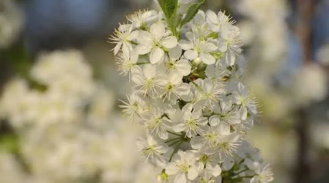 Mountain cherry (Prunus prostrata) Video stock 12678814