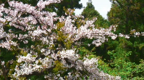 Mountain cherry tree Stock Footage 364362
