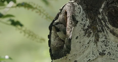Mountain Chickadee Bird Nesting at Hole Cavity Nest in Colorado Summer Stock Footage 332305400
