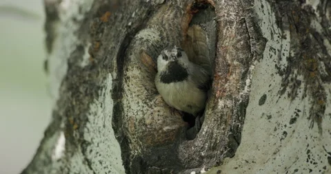 Mountain Chickadee Bird Nesting Leaving Hole Cavity in Aspen Tree in Summer Stock Footage 332307374