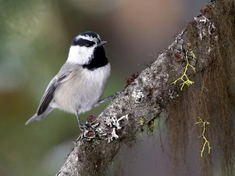 Mountain Chickadee on a Branch Stock Photos