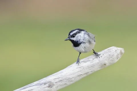 Mountain chickadee perched on a branch. Stock Photos