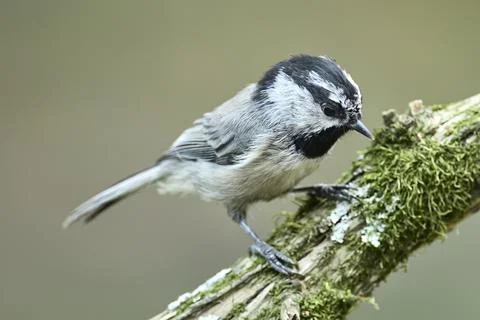 Mountain chickadee perched on a branch. Stock Photos