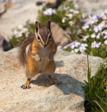 Mountain chipmunk Stock Photos