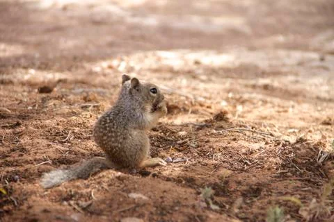 Mountain Chipmunk Stock Photos