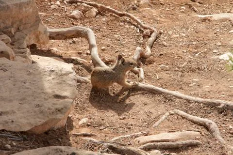 Mountain Chipmunk Stock Photos
