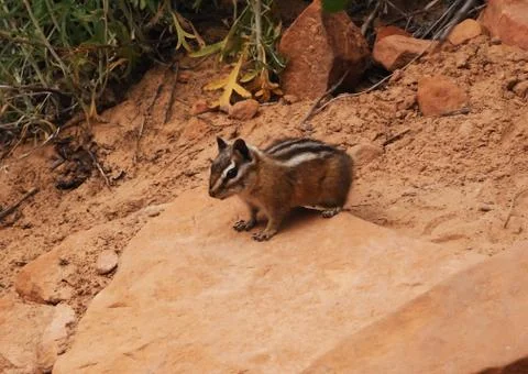 Mountain chipmunk Stock Photos