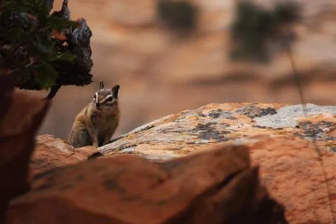 Mountain chipmunk Stockfoto's