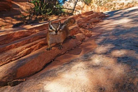 Mountain Chipmunk Stockfoto's