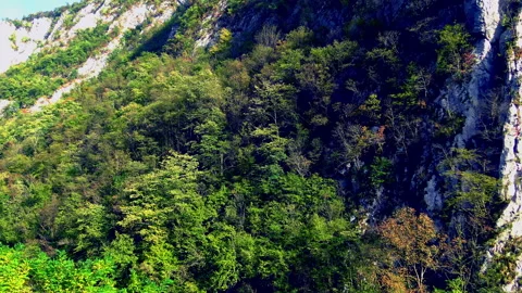 Mountain cliff covered with trees and bush Stock Footage 141141957