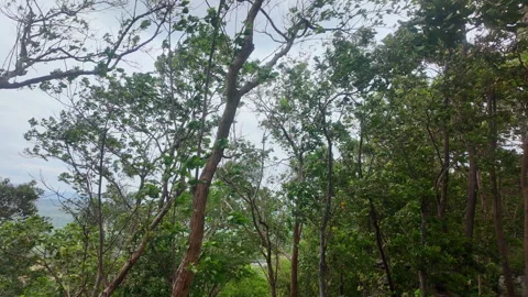 Mountain cliff forest trees and branches swaying violently in strong wind breeze Video stock 343197549