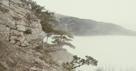 Mountain cliffs and pine trees and fog like the sea Stock Footage 53564076
